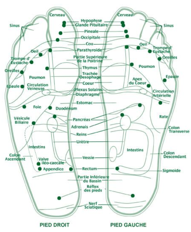 Zones reflexes du pied Zones reflexes du pied